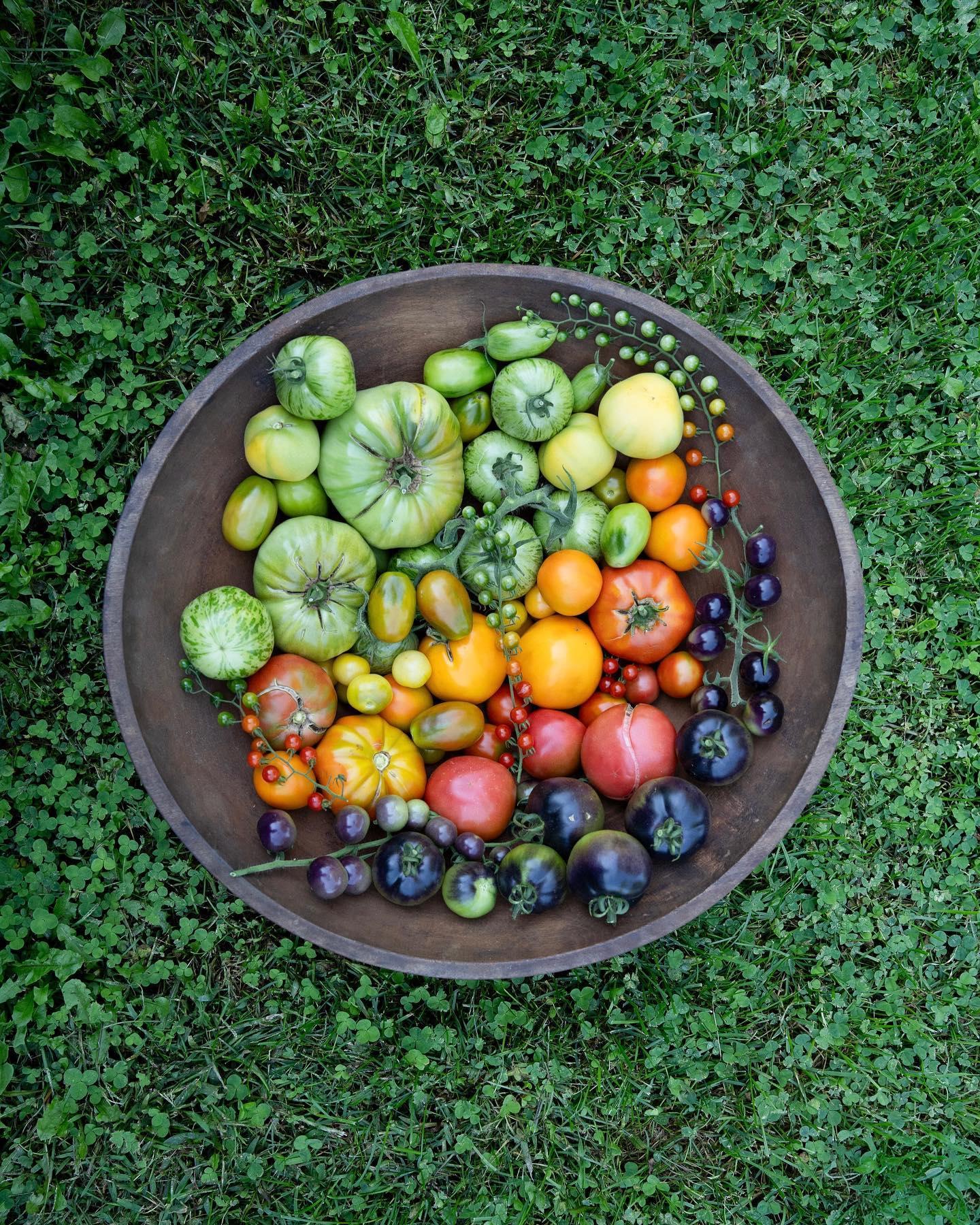 Bowl of colorful heirloom tomatoes on green grass.
