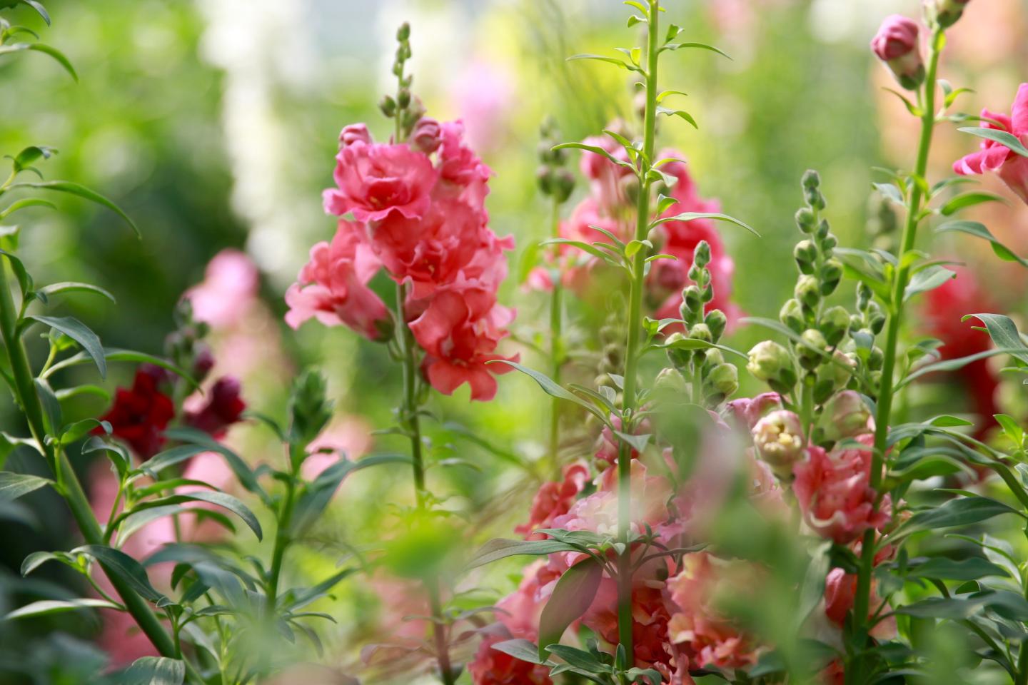Pink snapdragons in a lush garden setting.