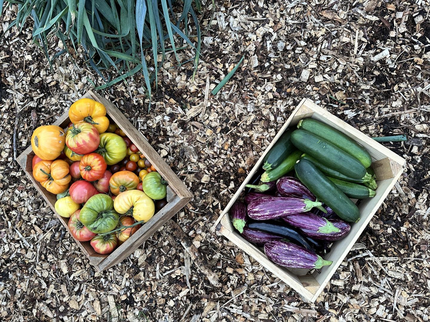 Two boxes of fresh vegetables on mulch; tomatoes, zucchini, and eggplants.