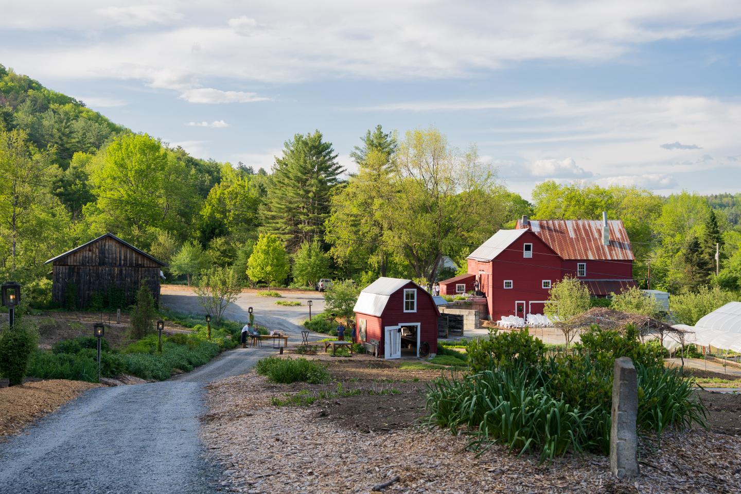 Country road leading to red barns surrounded by green trees.