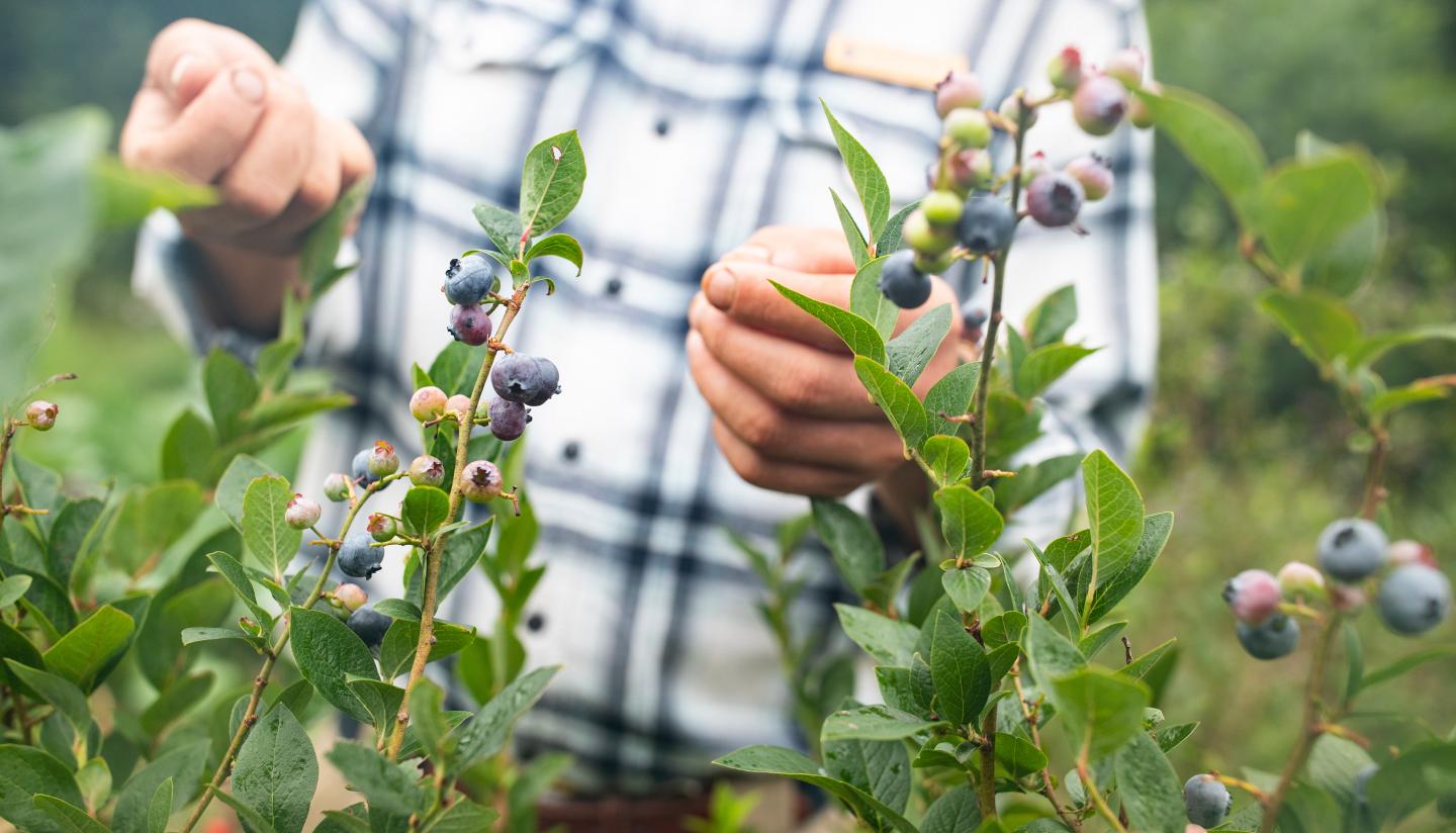 Hands picking ripe blueberries from a bush.