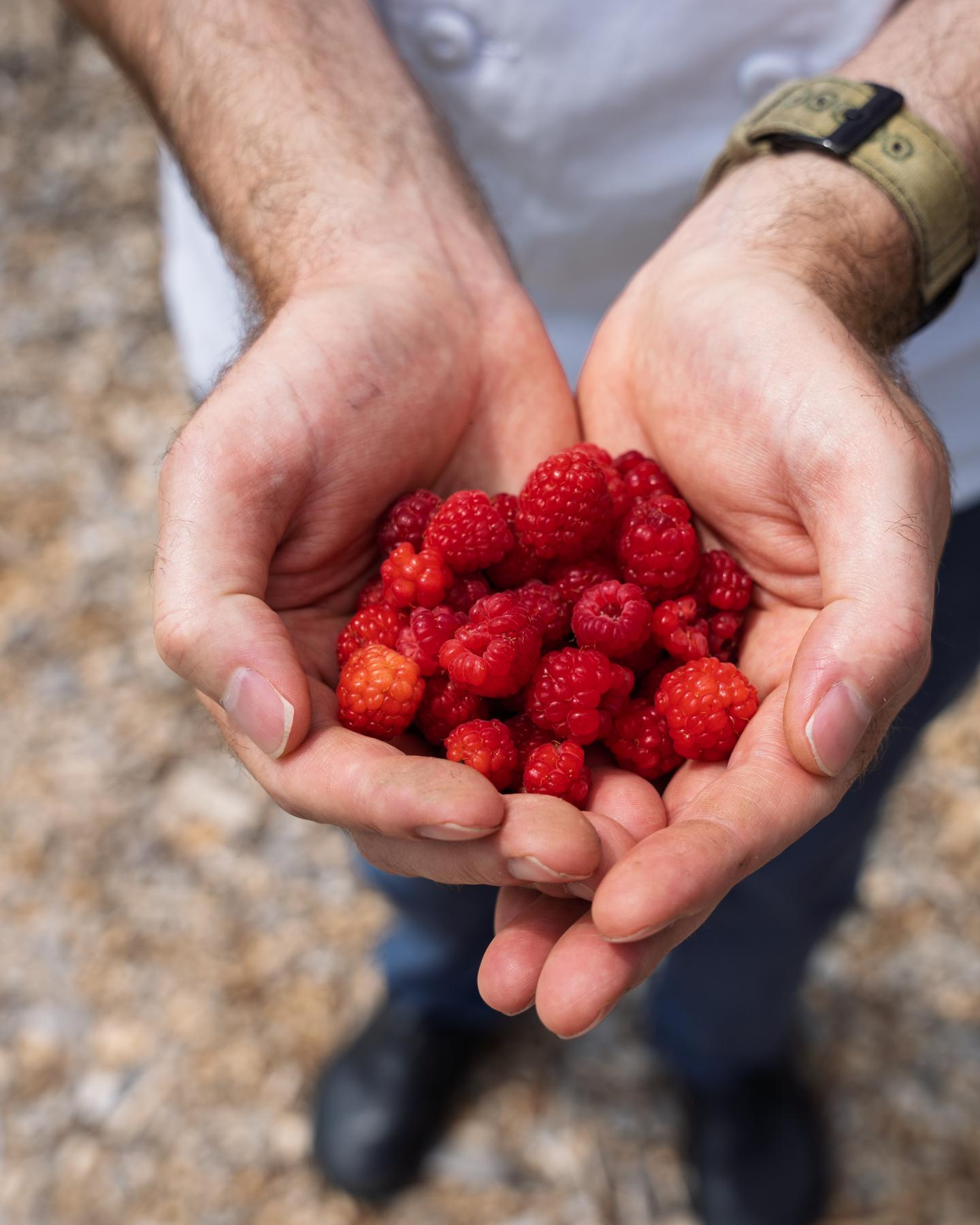Hands holding fresh raspberries.
