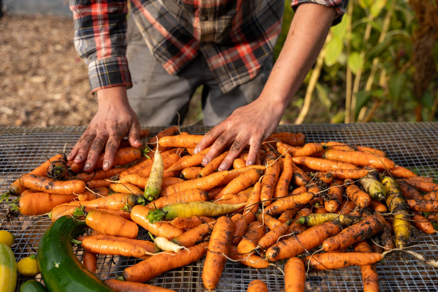 Hands sorting carrots on a wire table outdoors.