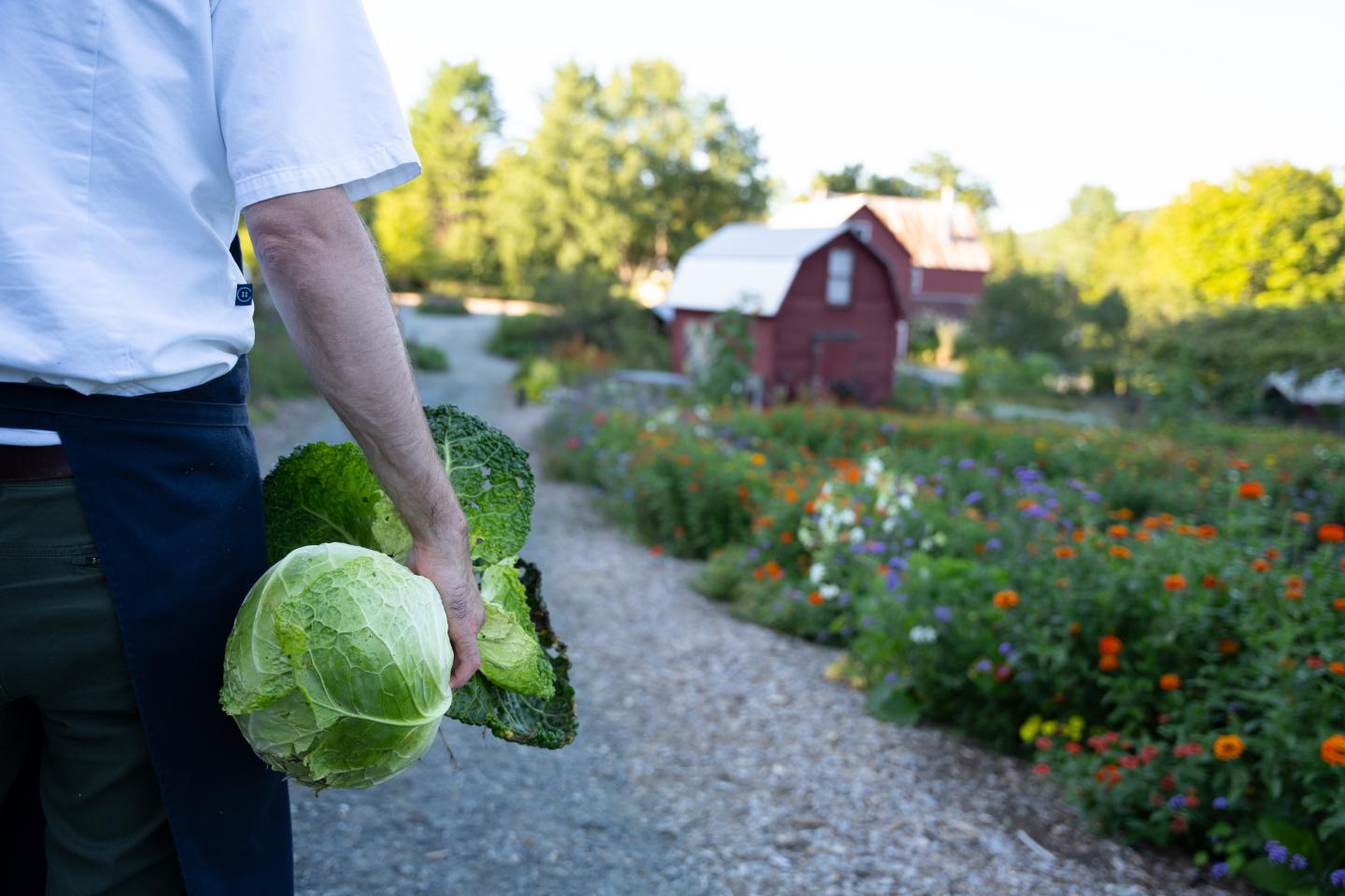 Chef holding cabbage, standing on a path near a garden and red barn.