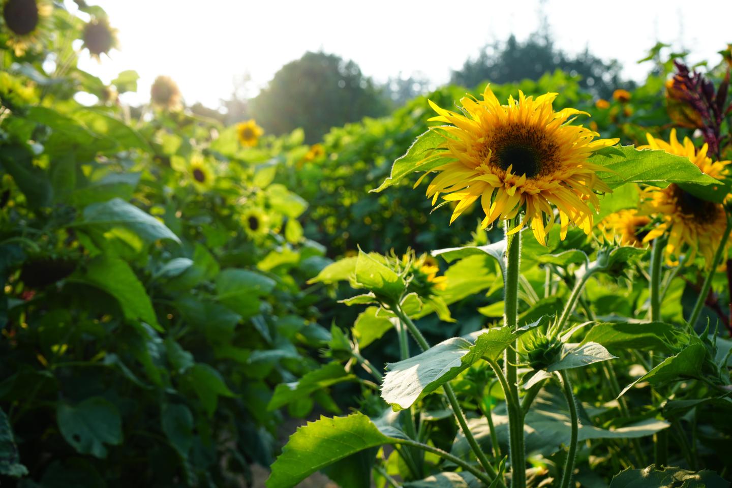 Sunflowers in a garden, sunlight streaming through the leaves.