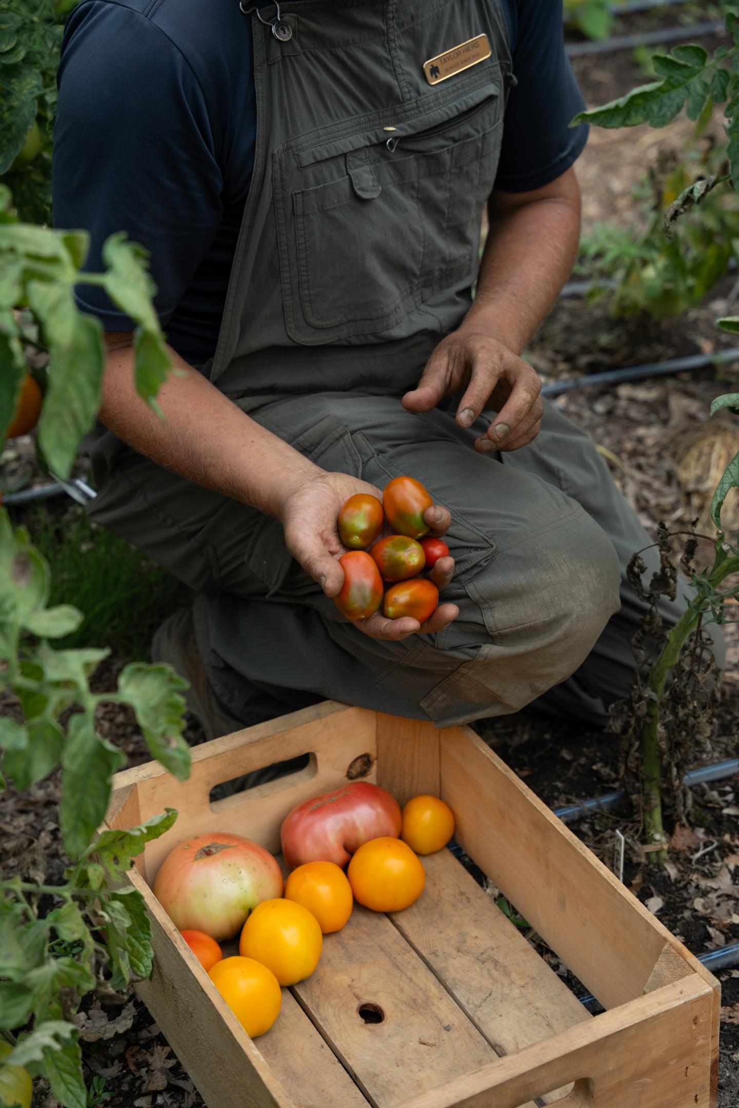 Gardener holding small tomatoes, kneeling by a crate of larger tomatoes.
