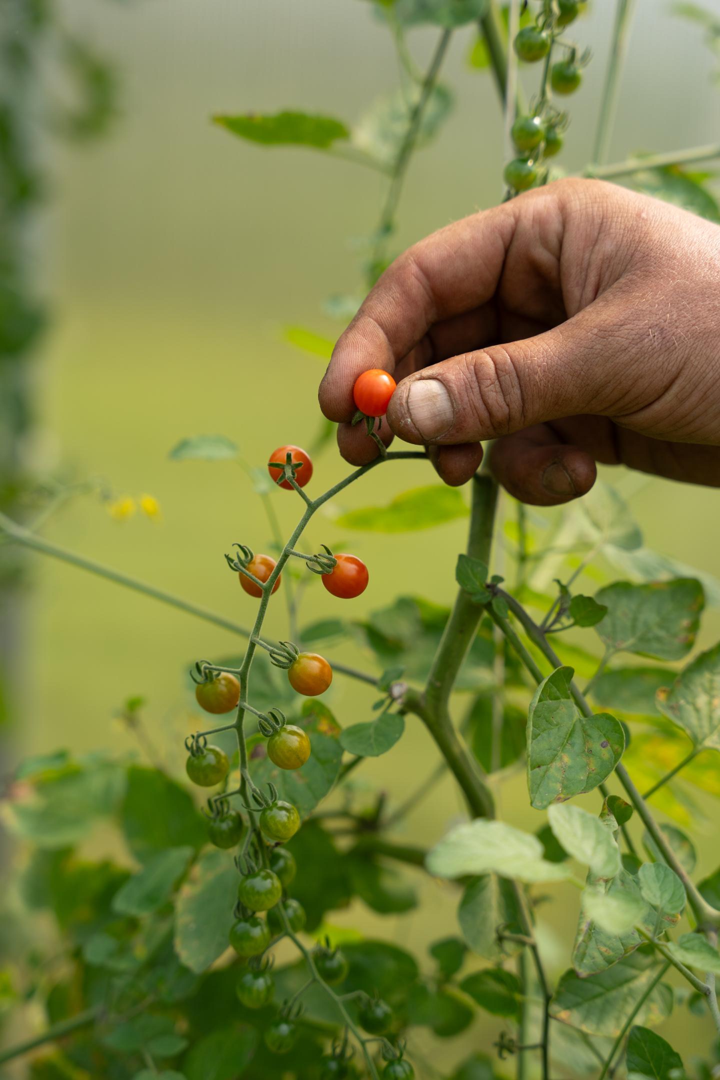Hand picking ripe cherry tomatoes from a vine.