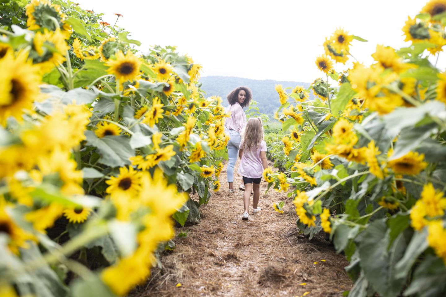 Billings Farm sunflower field