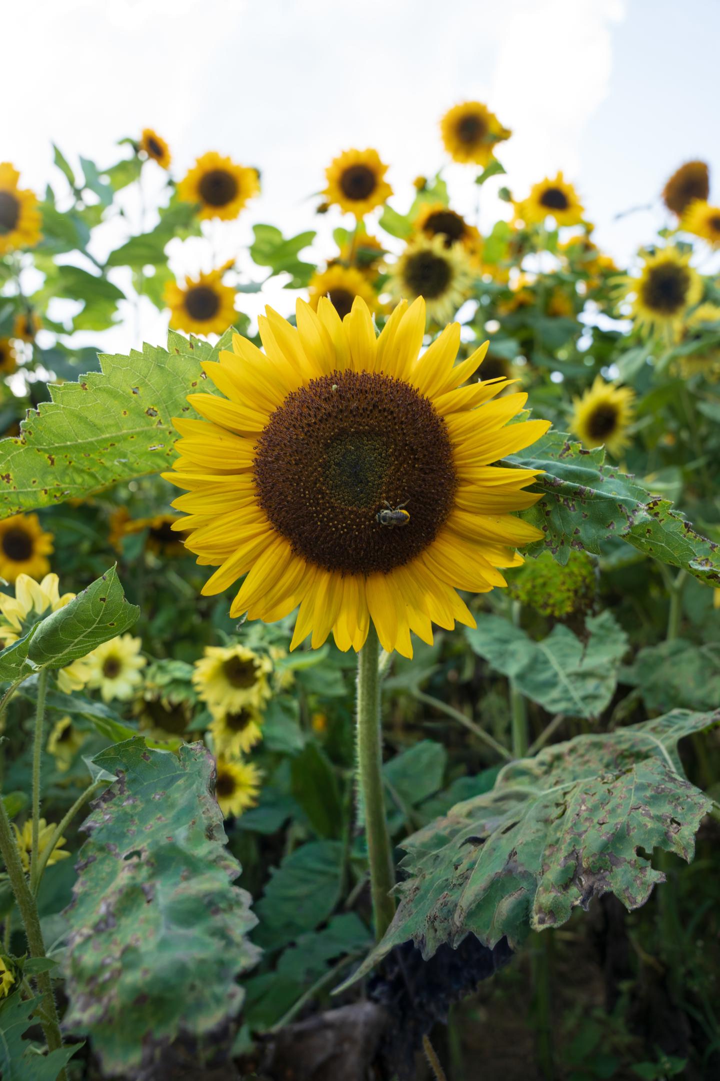 Sunflower in a field, bright yellow petals, and green leaves.