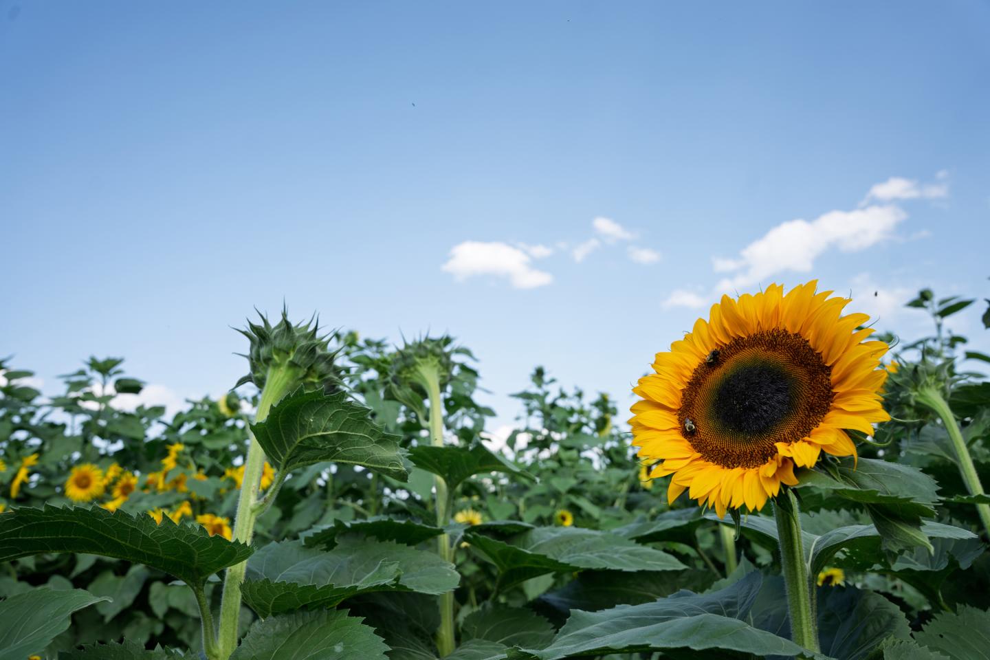 Sunflower field at the Woodstock Inn & Resort Sunflower House under blue sky with scattered clouds.