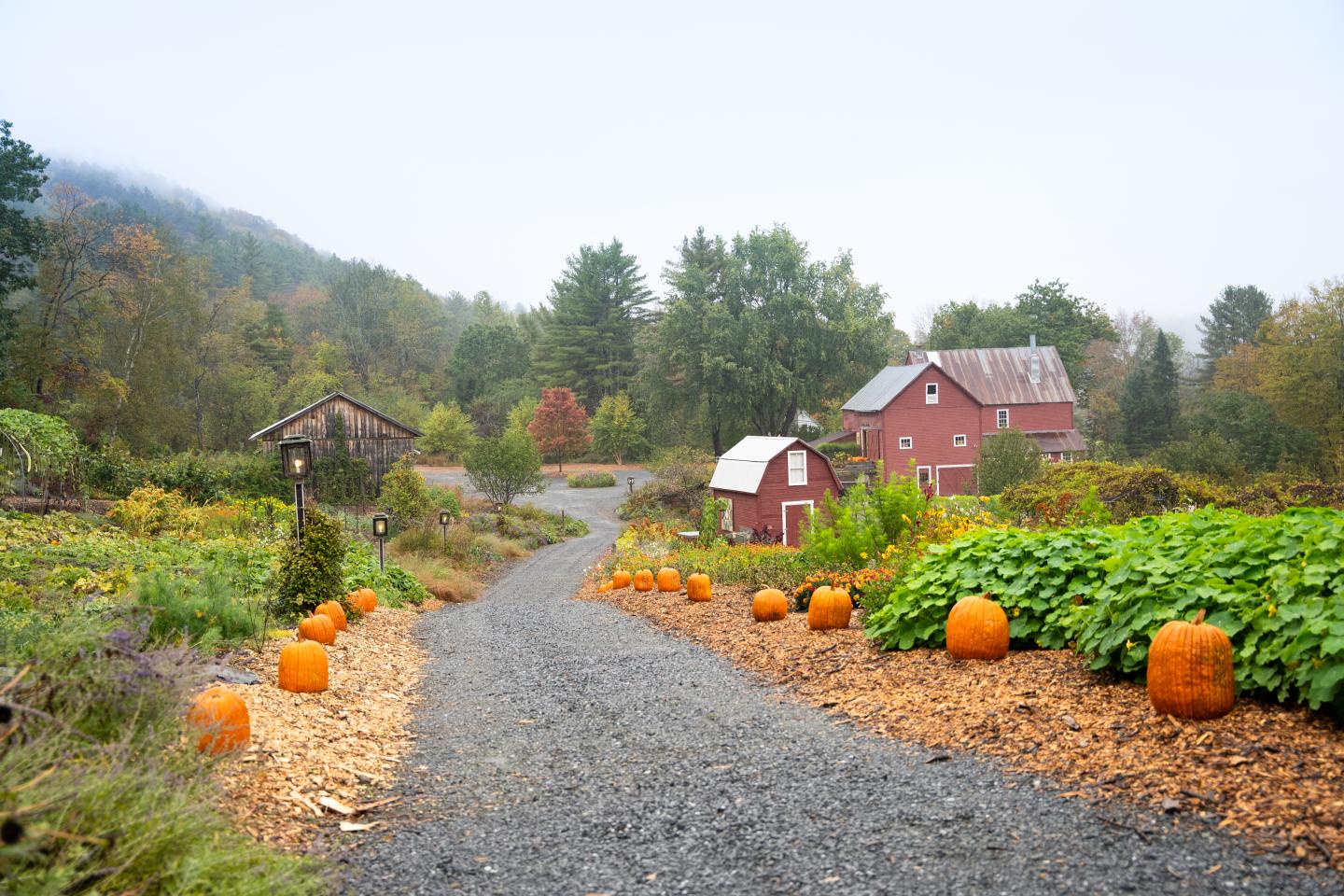 Kelly Way Gardens path lined with pumpkins leading to our  red barn in a rural autumn landscape.