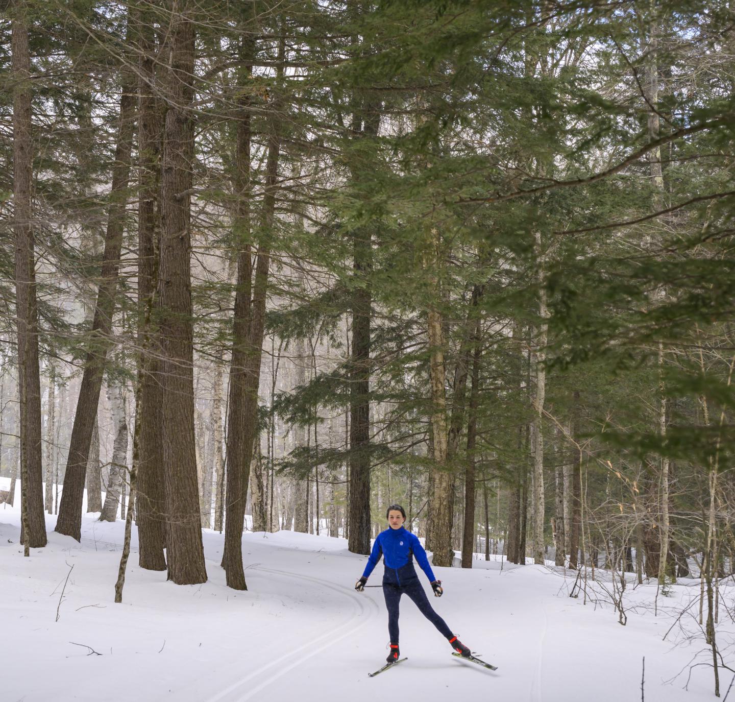 Cross-country skier in a snowy forest wearing a blue jacket.