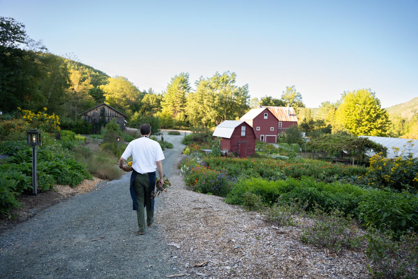 Man walking on a gravel path towards red barns surrounded by greenery.