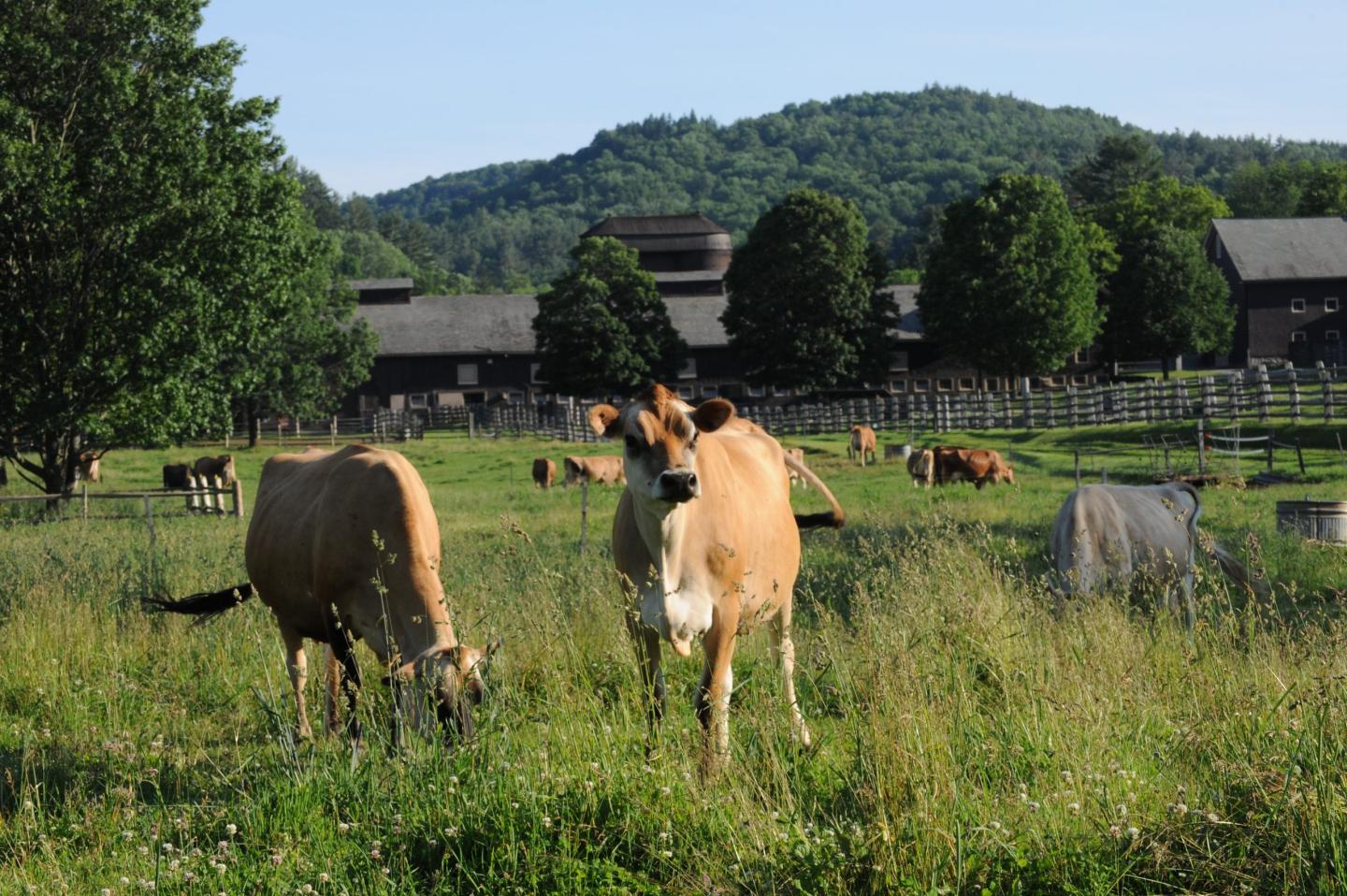 Billings Farm Cows grazing in a field with trees and hills in the background.